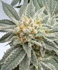 Super Zoom Trichome: Die Sorte Apple Fritter ganz nah – eine faszinierende Trichomexplosion.