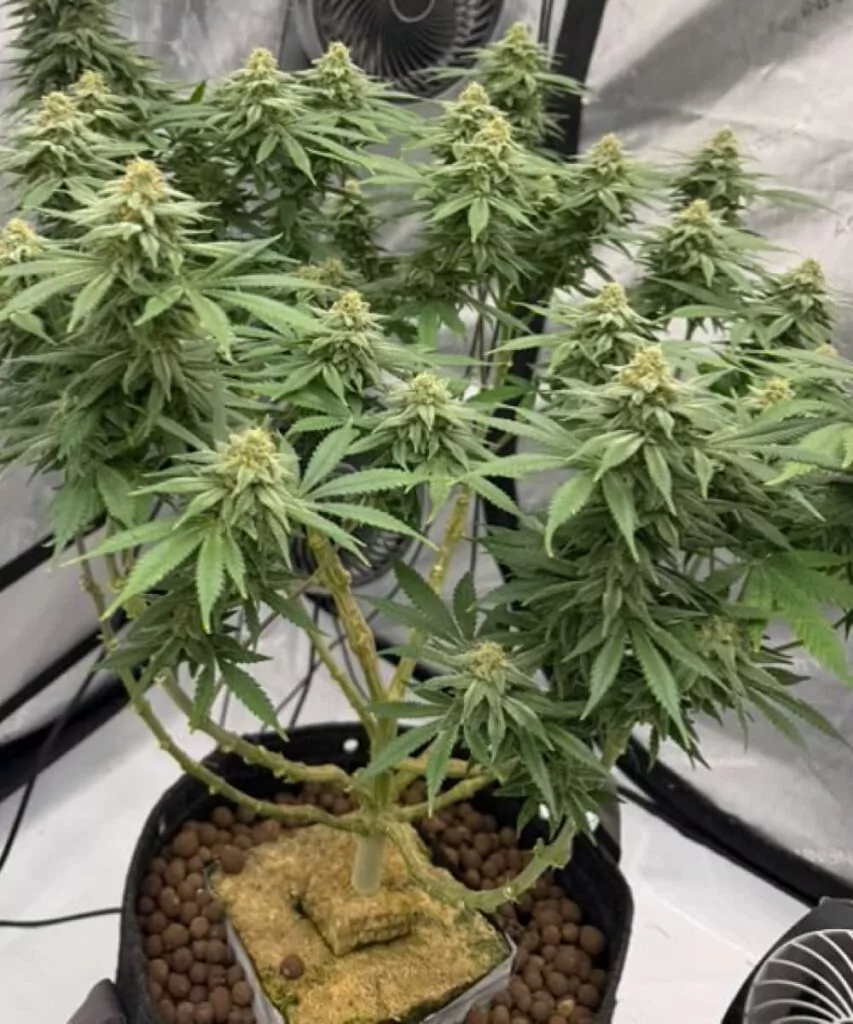 Enorme Hauptäste – Stark wie ein Baum: Apple Fritter wächst wie ein Kraftpaket! Mit dicken, robusten Zweigen, die massive Blütenstandorte tragen, steht diese Sorte hoch und kräftig da und liefert mühelos Monsterernten.