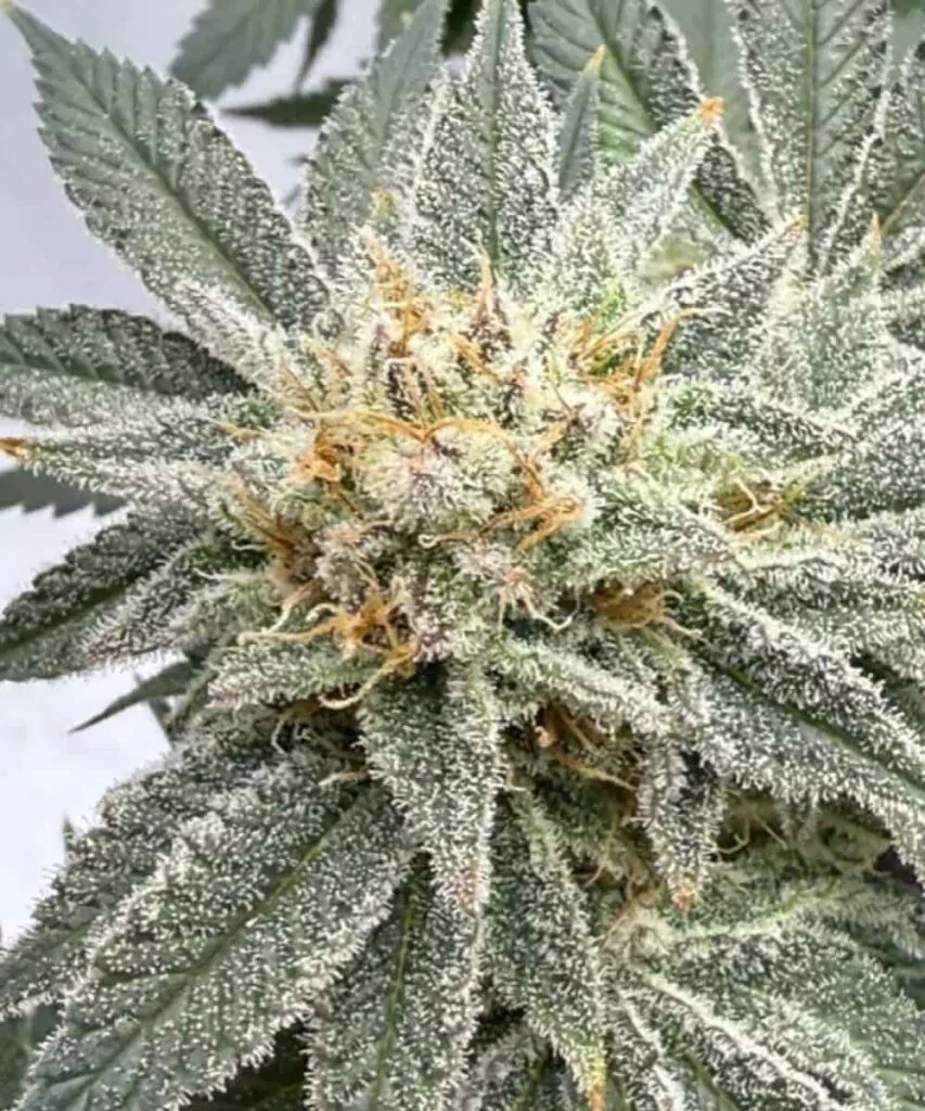 Super Zoom Trichome: Die Sorte Apple Fritter ganz nah – eine faszinierende Trichomexplosion.