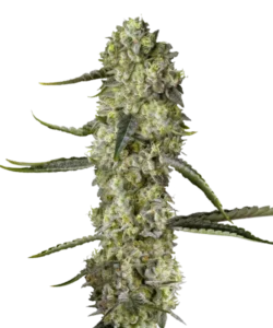 Bruce Banner Cannabispflanze mit leuchtend grünem Laub und dichten, harzbedeckten Blüten.