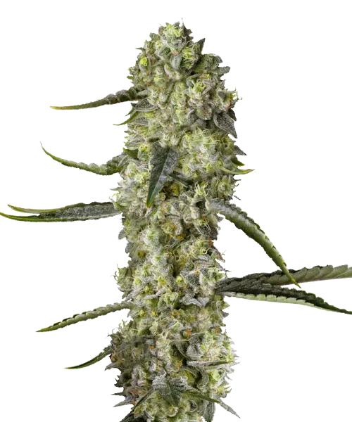 Bruce Banner Cannabispflanze mit leuchtend grünem Laub und dichten, harzbedeckten Blüten.