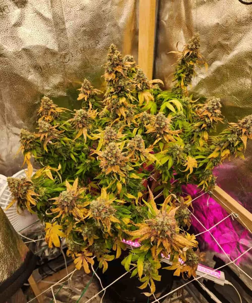 Die Cereal Milk-Sorte ist voller Trichome, mit großen, klobigen Blüten, die vor Frost nur so glitzern, und verströmt ein legendär cremig-süßes Aroma.