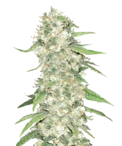Jack-Herer-Sorte, Pflanze mit riesigen, dichten, frostüberzogenen Blüten.