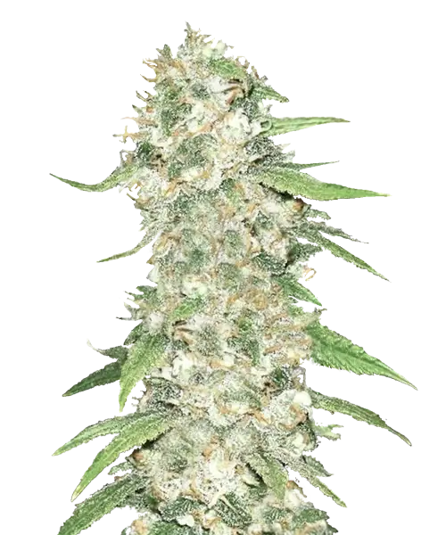 Jack-Herer-Sorte, Pflanze mit riesigen, dichten, frostüberzogenen Blüten.