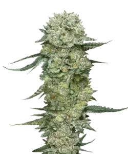 Eine prächtig gedeihende Northern Lights Cannabispflanze mit tiefgrünem Laub und kompakten, frostigen Blüten, die ein süßes und erdiges Aroma verströmen.