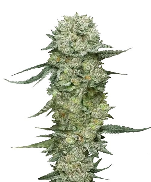 Eine prächtig gedeihende Northern Lights Cannabispflanze mit tiefgrünem Laub und kompakten, frostigen Blüten, die ein süßes und erdiges Aroma verströmen.
