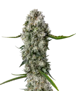 OG Kush Cannabispflanze mit üppigen grünen Blättern und dichten, frostigen Blüten.