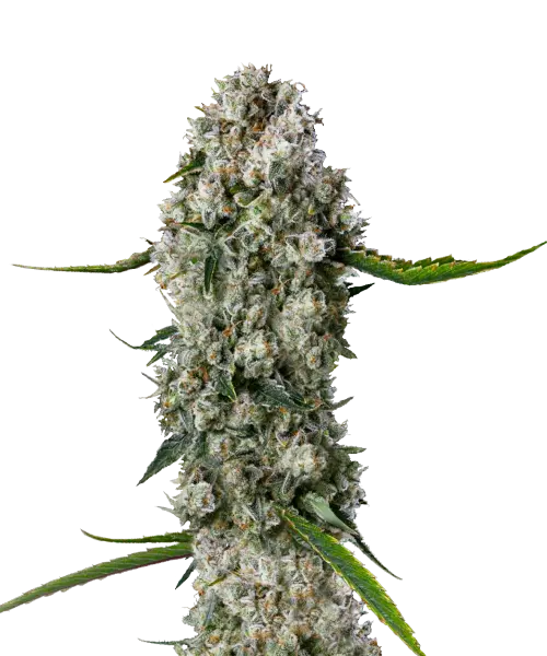 OG Kush Cannabispflanze mit üppigen grünen Blättern und dichten, frostigen Blüten.