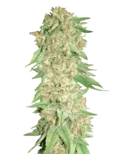 Eine lebhafte Pineapple Express Cannabispflanze mit üppigen grünen Blättern und dichten, harzüberzogenen Blüten, die ein tropisches Aroma von Ananas und Zitrus verströmen.