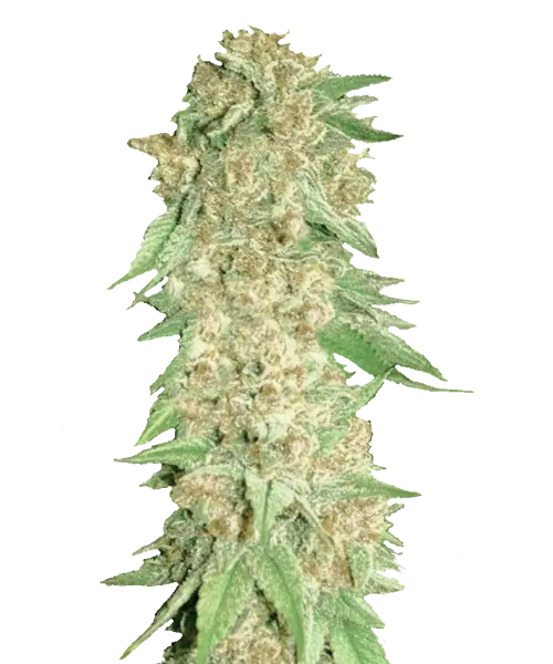 Eine lebhafte Pineapple Express Cannabispflanze mit üppigen grünen Blättern und dichten, harzüberzogenen Blüten, die ein tropisches Aroma von Ananas und Zitrus verströmen.